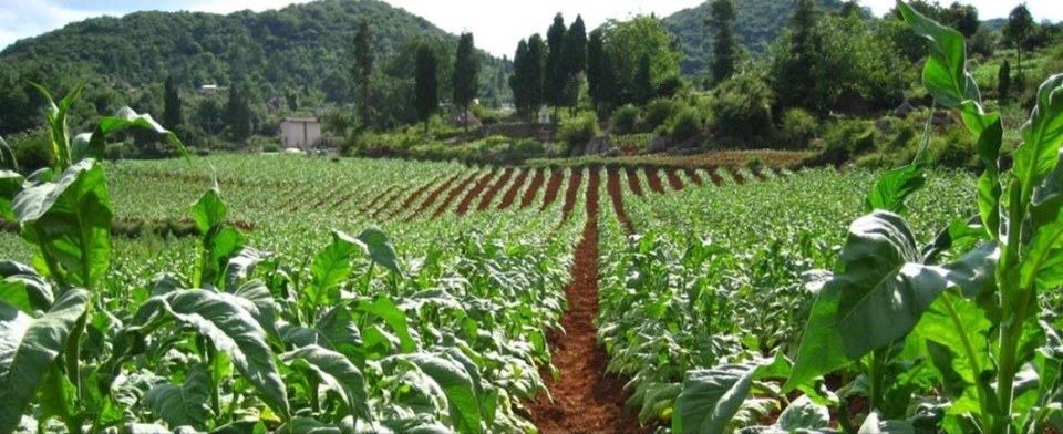 Cultivated crop rows with surrounding hills